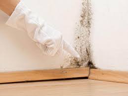 Best Water Damage & Mold Remediation  in Belleville, PA